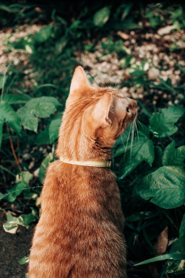 Comment mettre en place un jardin de curé authentique dans un espace moderne ?